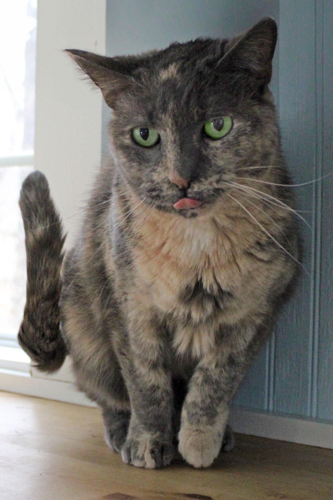 Enlarge LuLu, a Adoptable mixed breed in Buford, GA image 3/3