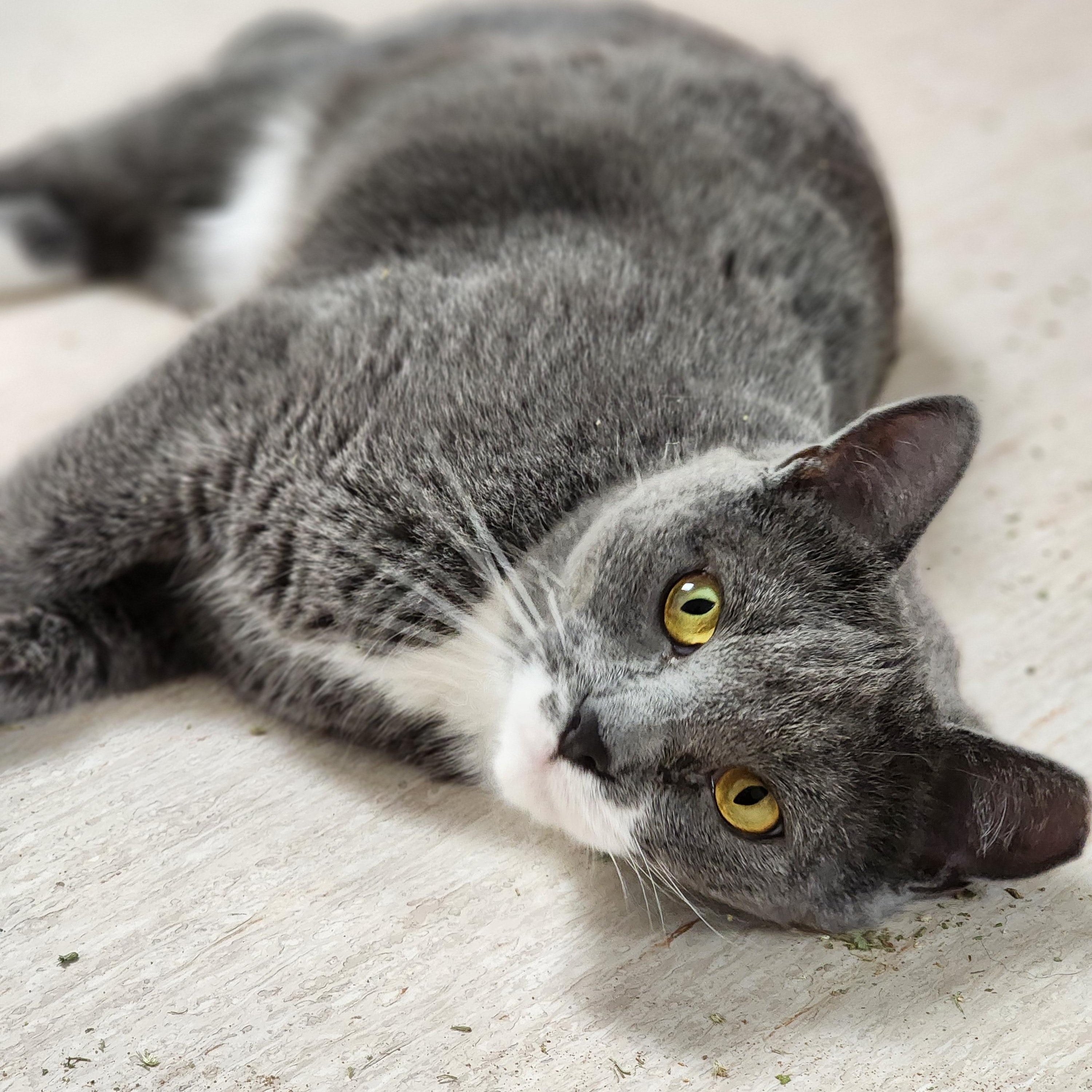 Mimi, a Adoptable Domestic Short Hair in St. Cloud, MN image 5/6