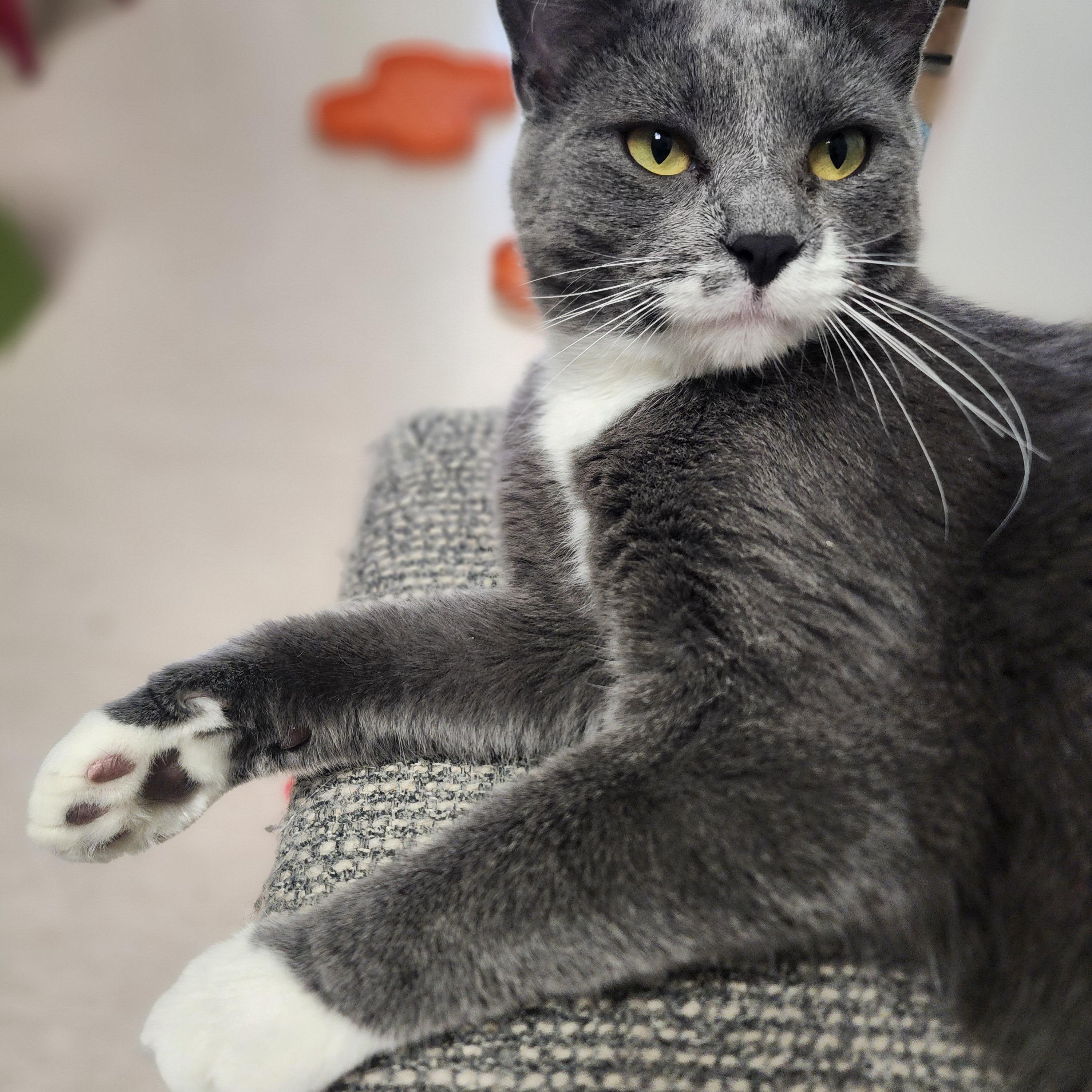 Mimi, a Adoptable Domestic Short Hair in St. Cloud, MN image 6/6