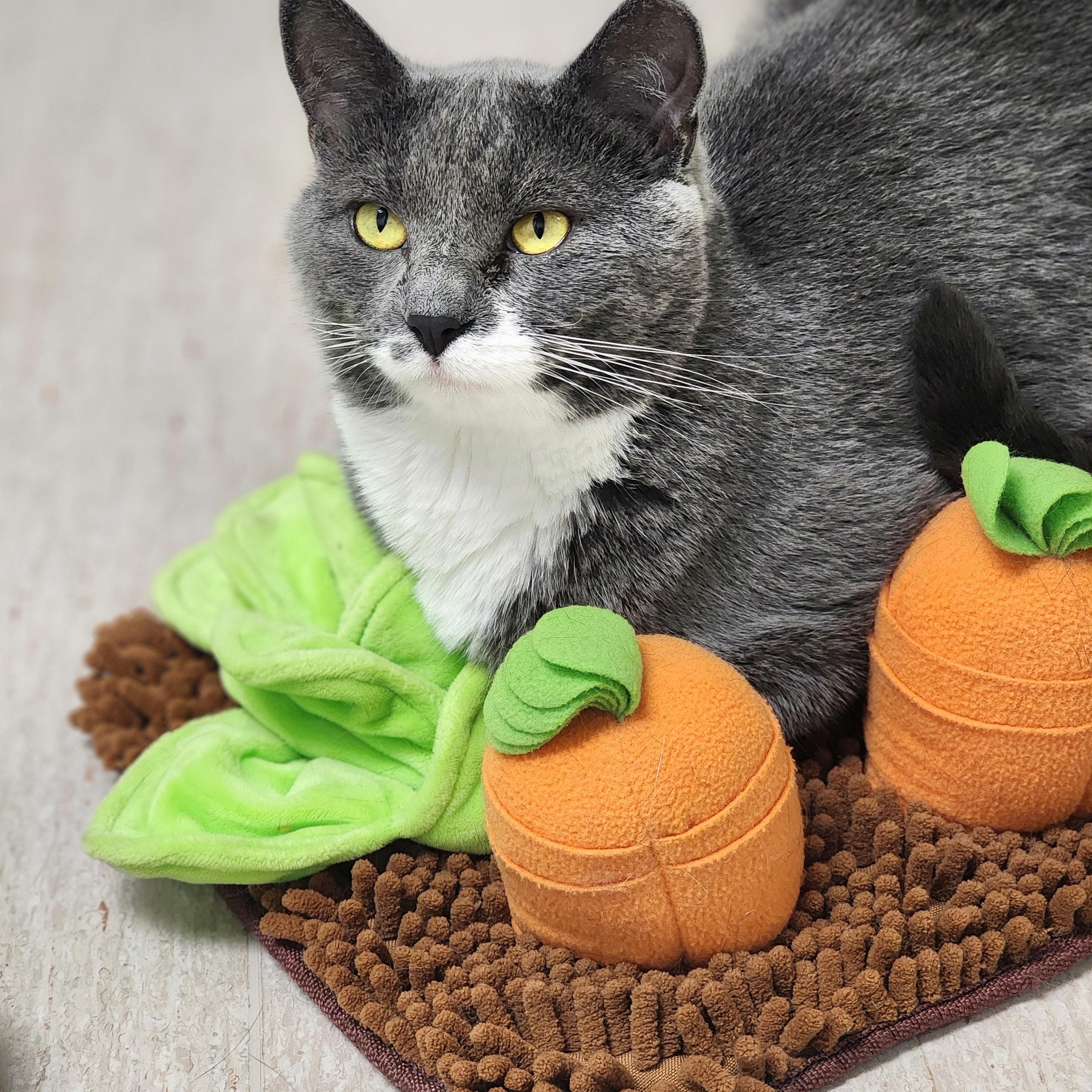 Mimi, a Adoptable Domestic Short Hair in St. Cloud, MN image 1/6