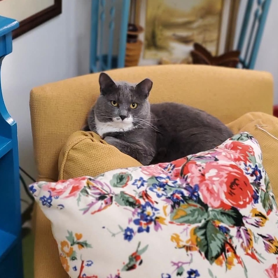 Mimi, a Adoptable Domestic Short Hair in St. Cloud, MN image 3/6