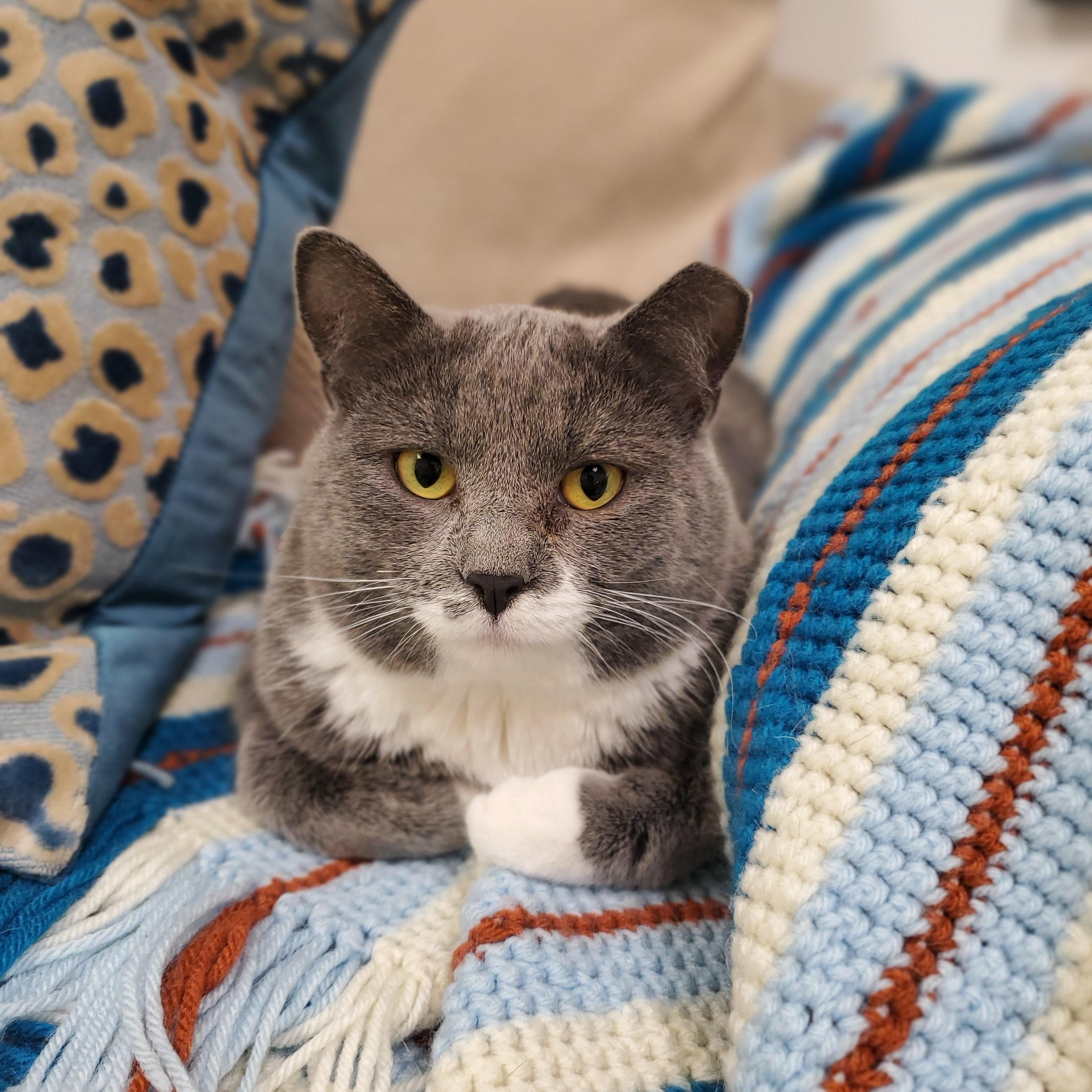 Mimi, a Adoptable Domestic Short Hair in St. Cloud, MN image 4/6