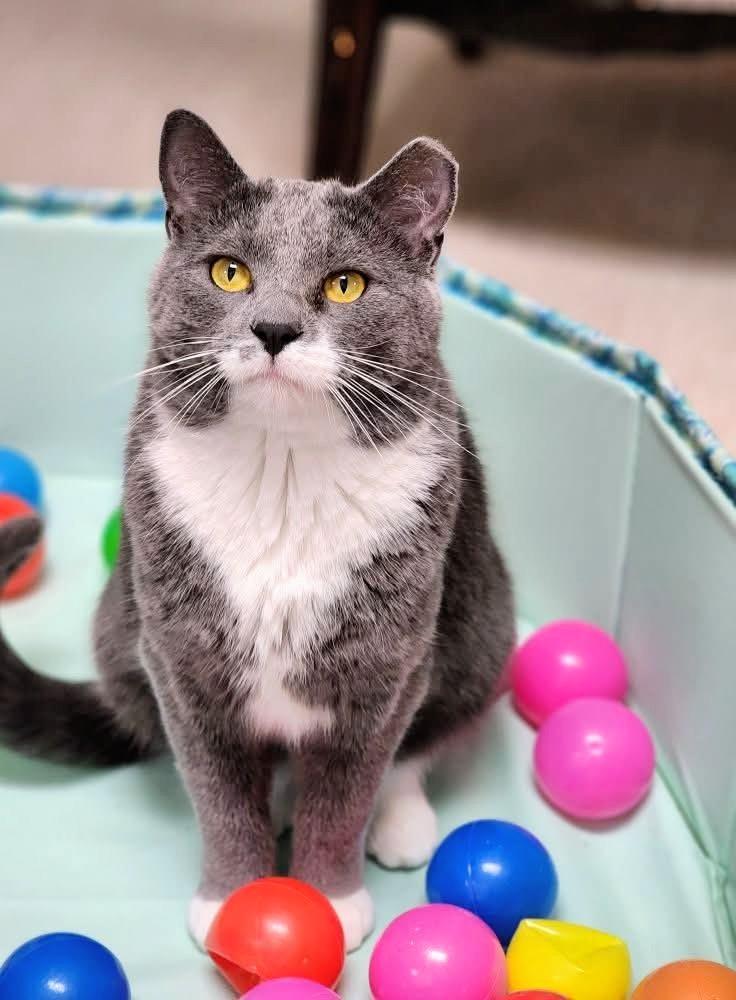 Mimi, a Adoptable Domestic Short Hair in St. Cloud, MN image 2/6