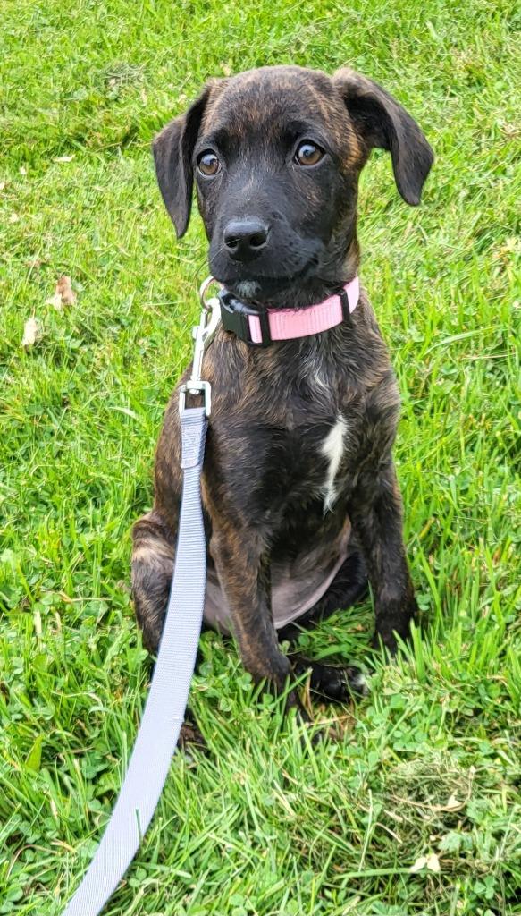 Enlarge Maple, a Adopted mixed breed in Medford, WI image 1/1