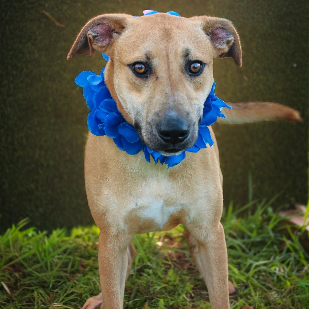 Enlarge Cosmo, a Adoptable Mixed Breed in Lake Jackson, TX image 1/2