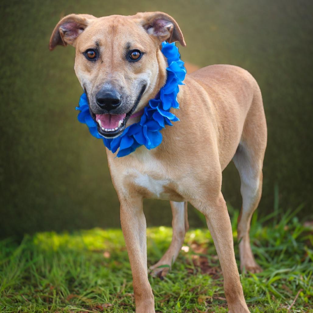 Enlarge Cosmo, a Adoptable Mixed Breed in Lake Jackson, TX image 2/2