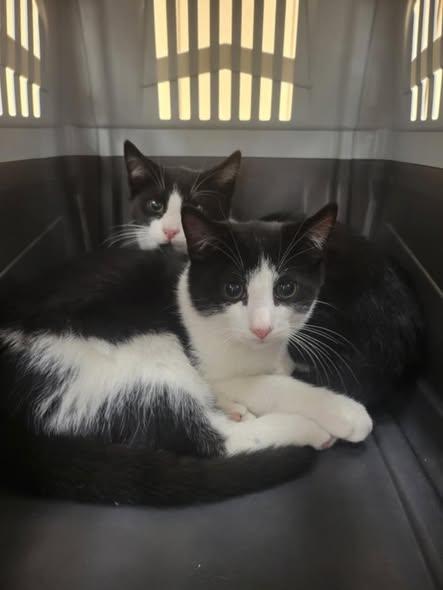 Paulie & Benji, Adoptable, Kitten Male Tuxedo.