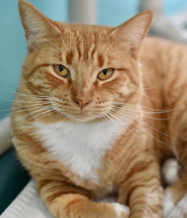 Enlarge Dana, a Adoptable Domestic Short Hair in Marietta, GA image 1/6