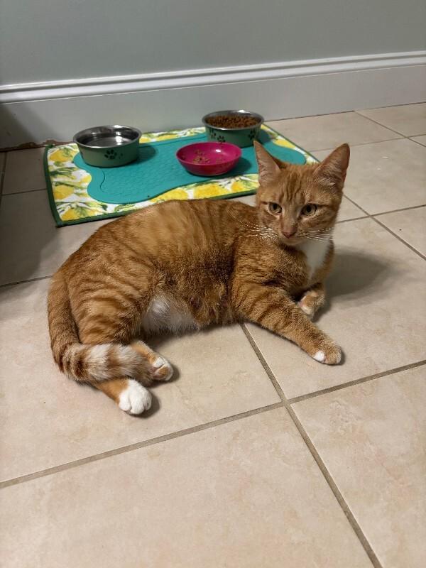 Enlarge Dana, a Adoptable Domestic Short Hair in Marietta, GA image 2/6