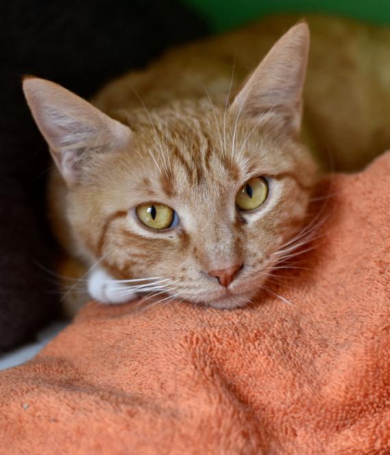 Enlarge Dana, a Adoptable Domestic Short Hair in Marietta, GA image 3/6