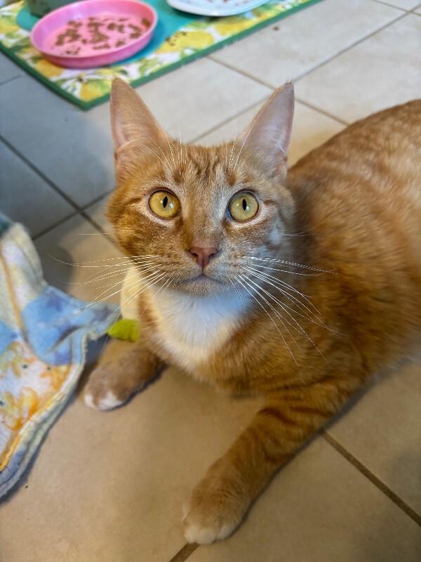 Enlarge Dana, a Adoptable Domestic Short Hair in Marietta, GA image 4/6