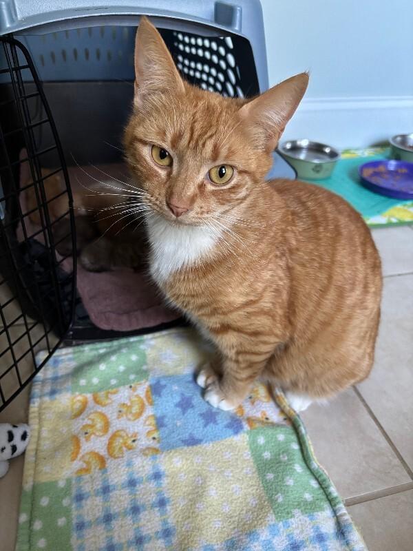Enlarge Dana, a Adoptable Domestic Short Hair in Marietta, GA image 6/6