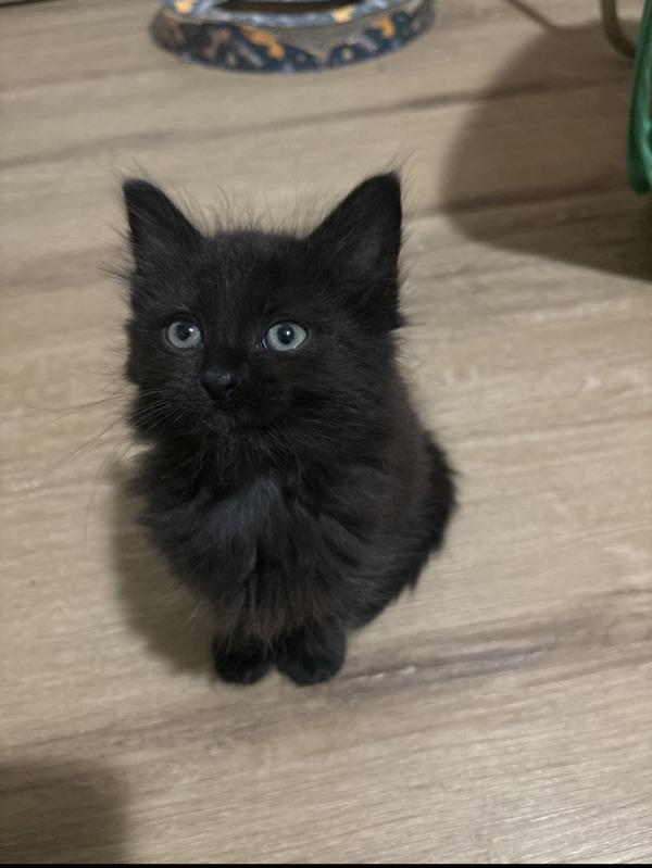 Clove, Adoptable, Kitten Male Domestic Medium Hair.