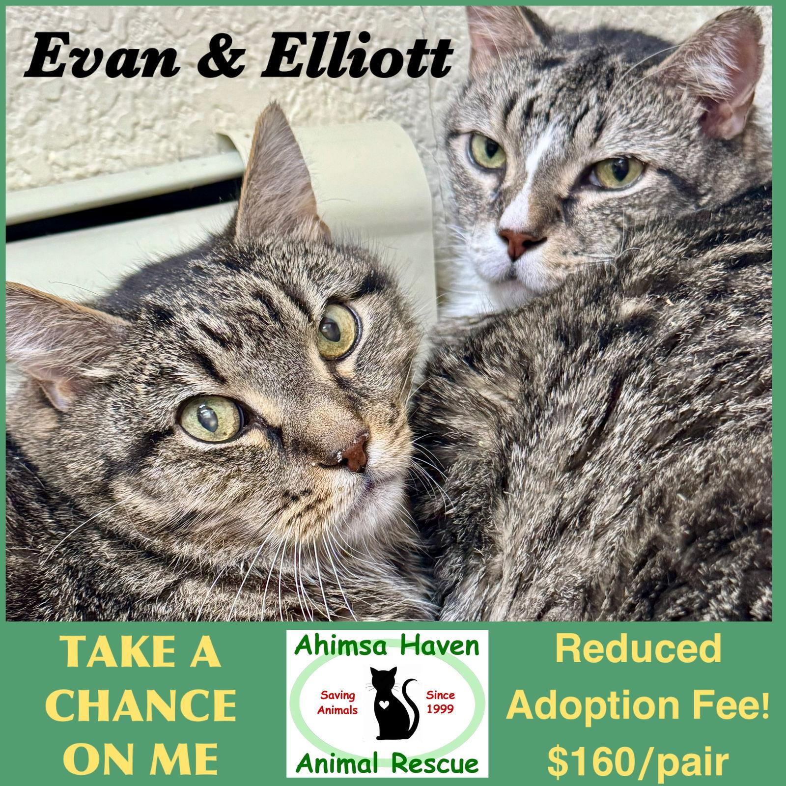 Evan & Elliott, a Adoptable Domestic Short Hair in Winchendon, MA image 1/3