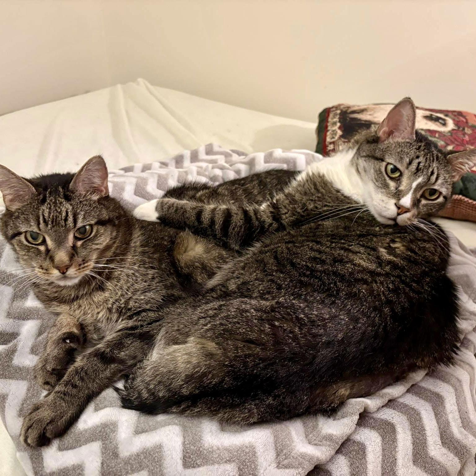 Evan & Elliott, a Adoptable Domestic Short Hair in Winchendon, MA image 2/3