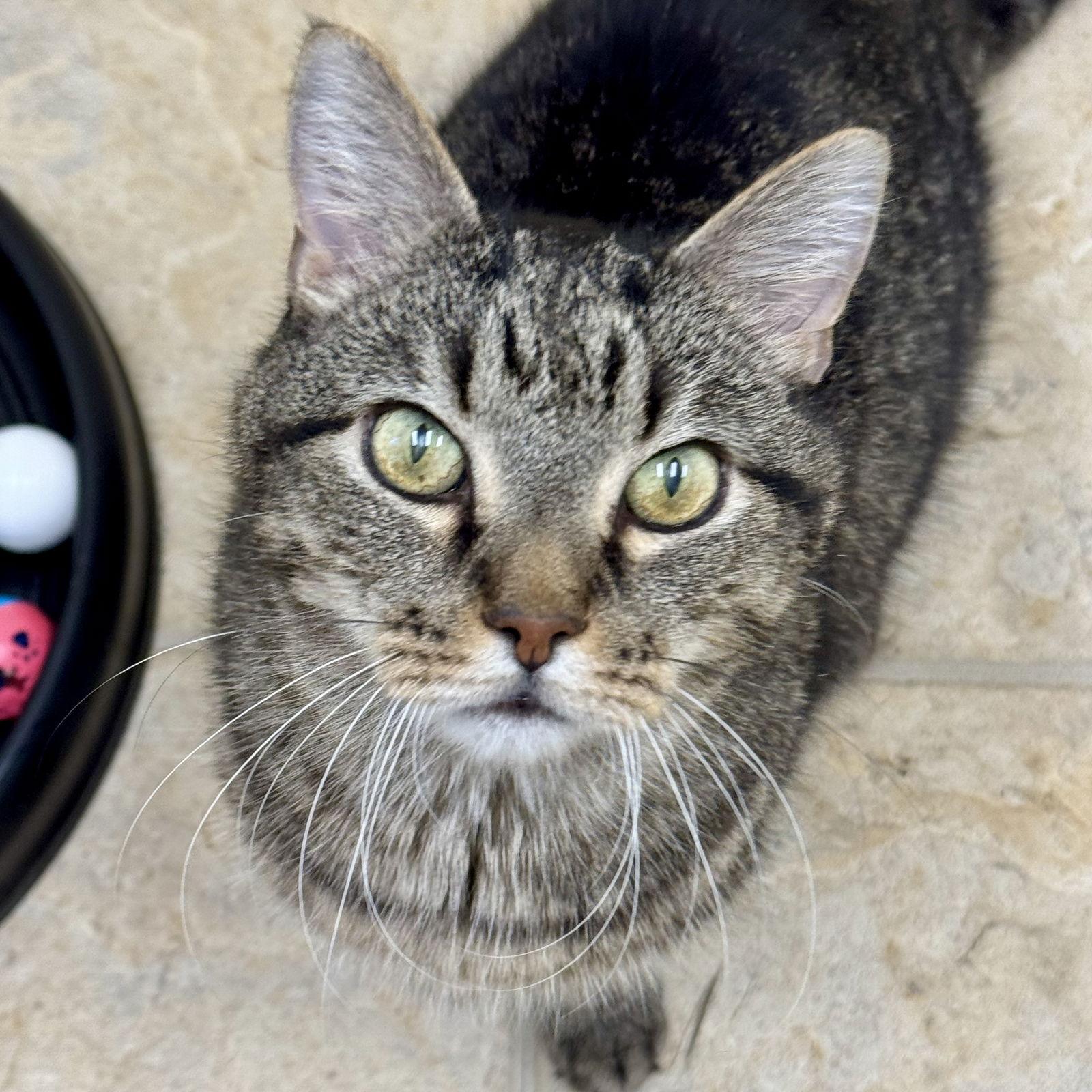 Evan & Elliott, a Adoptable Domestic Short Hair in Winchendon, MA image 3/3