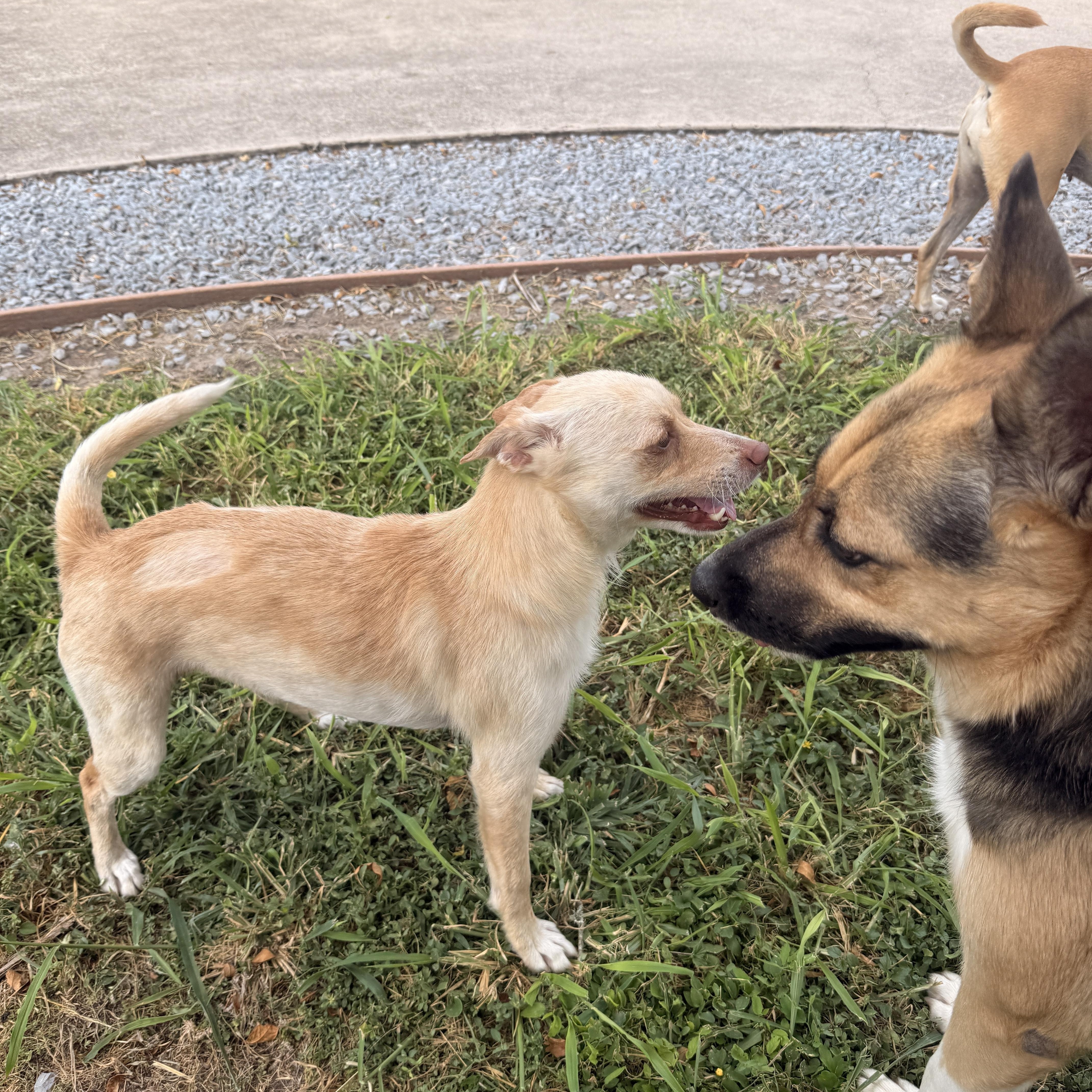 Enlarge Adelia, a Adoptable mixed breed in Houston, TX image 3/6