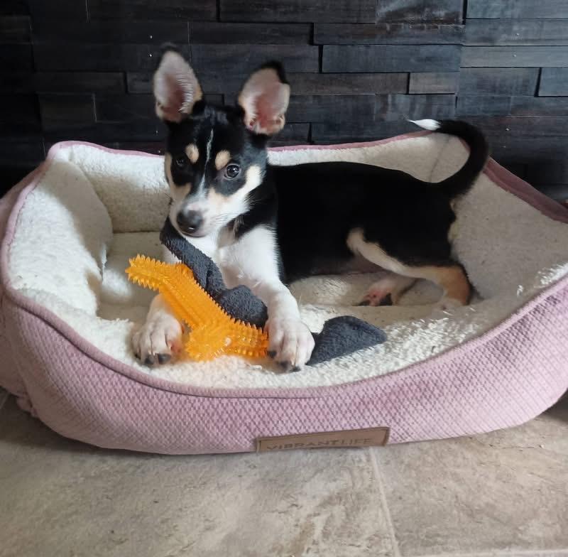 Clarabell, an adopted mixed breed in Portland, ME image 2/3