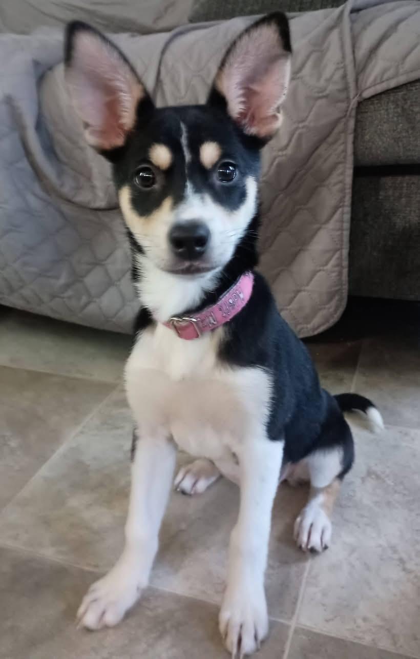 Clarabell, adopted, Puppy Female Husky.