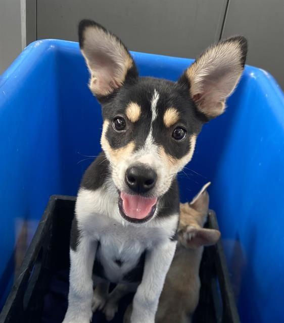Clarabell, an adopted mixed breed in Portland, ME image 3/3
