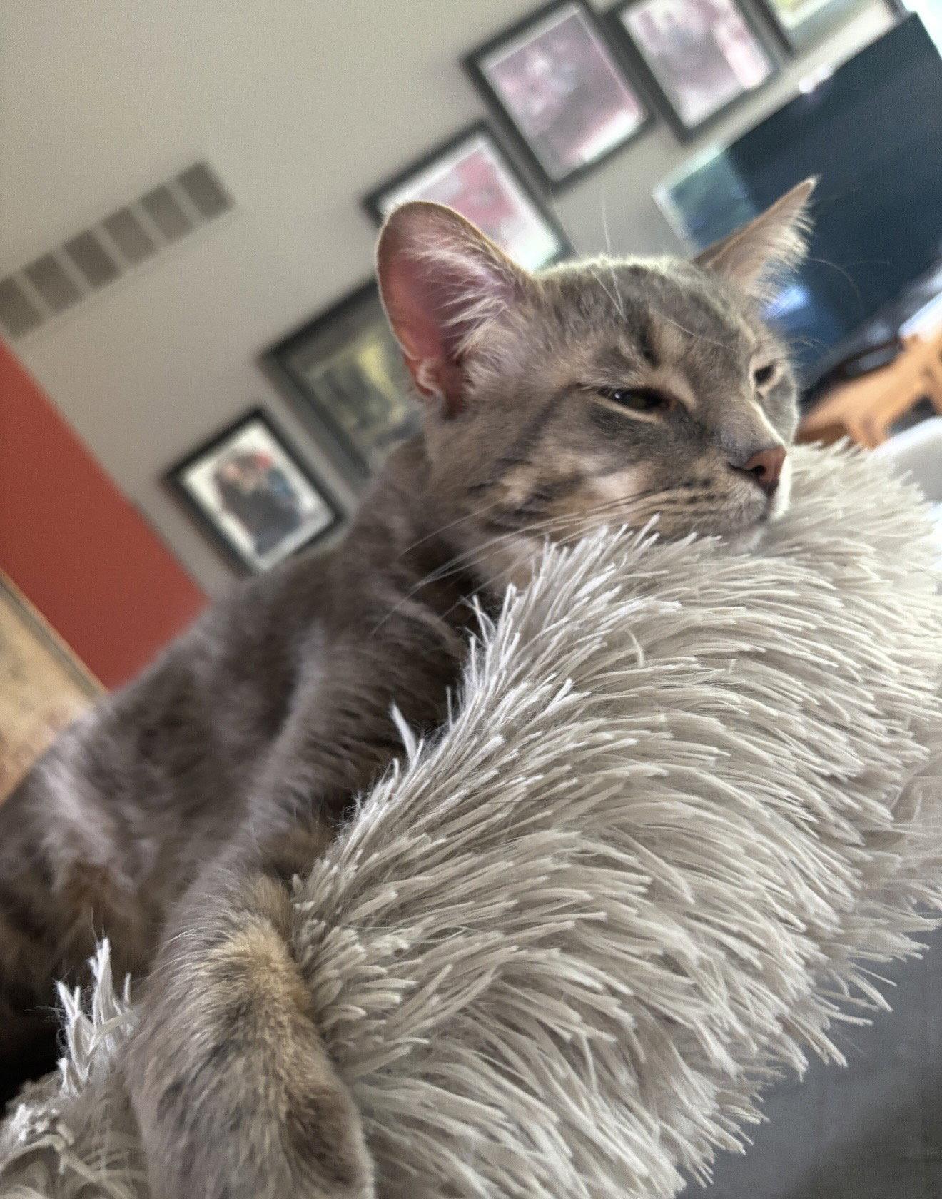 Graison, Adoptable, Adult Male Domestic Short Hair.