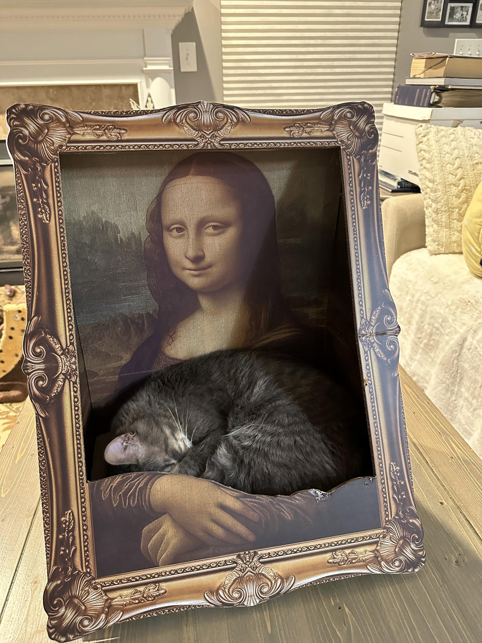 Graison, a Adoptable Domestic Short Hair in Walled Lake, MI image 2/3