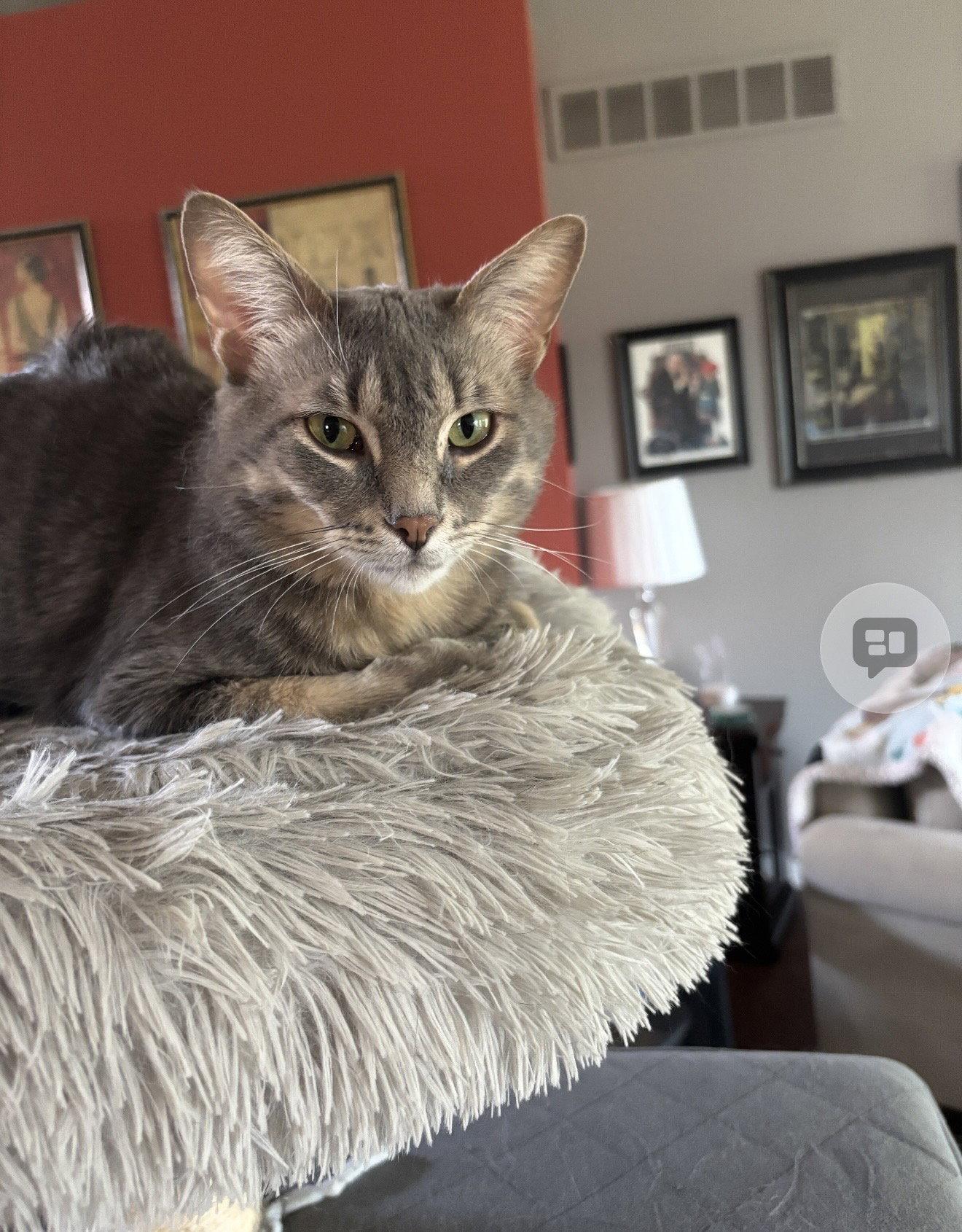 Graison, a Adoptable Domestic Short Hair in Walled Lake, MI image 3/3