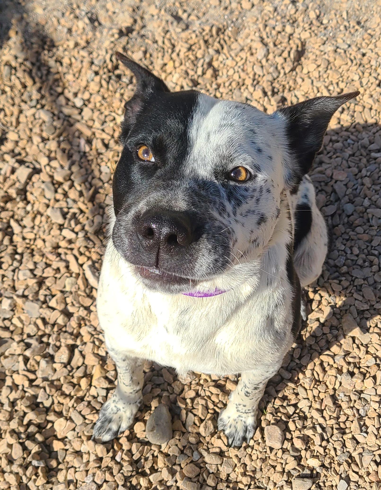 Enlarge Tommy, a ADOPTABLE mixed breed in Newcastle, WY image 1/3
