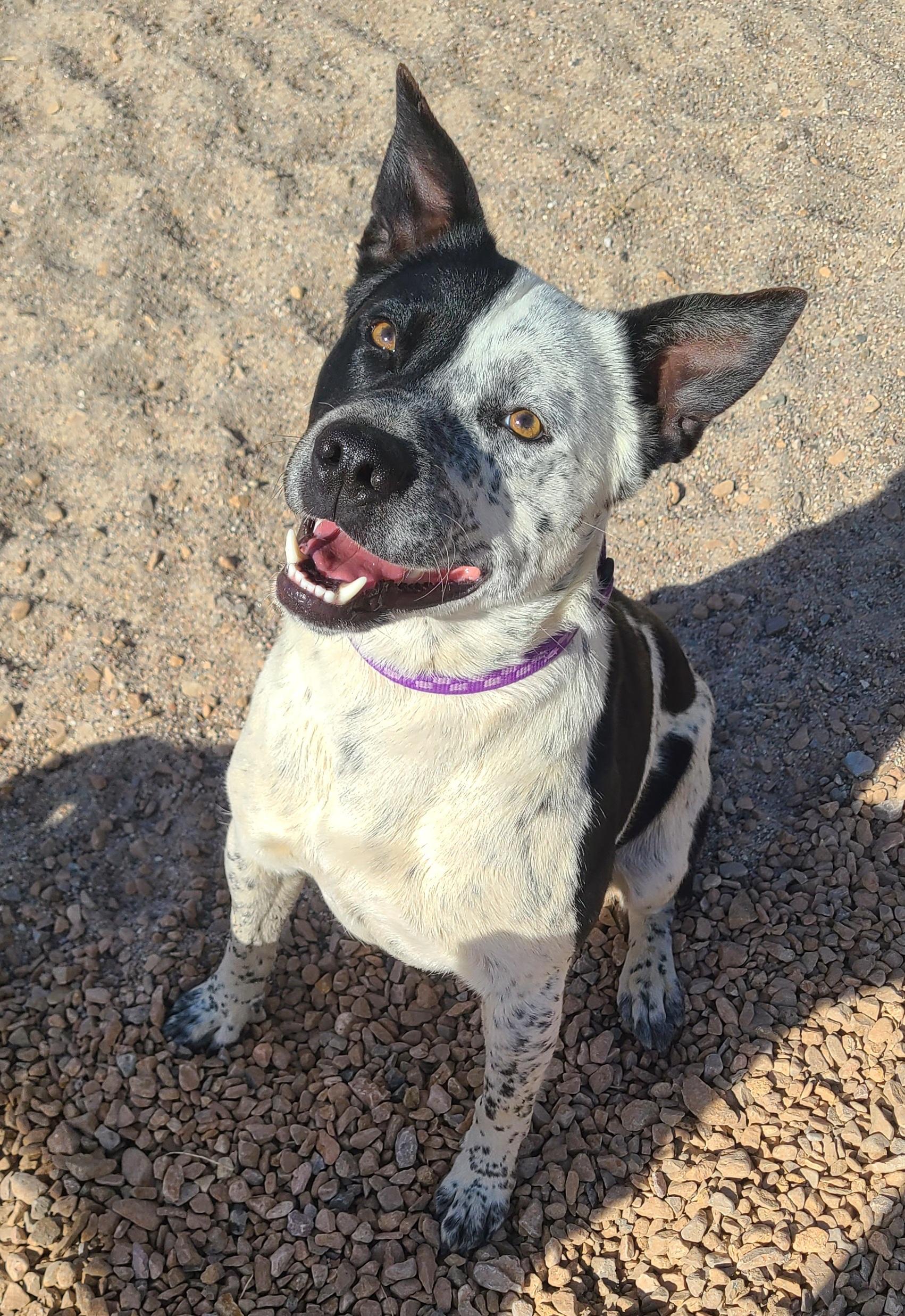 Enlarge Tommy, a ADOPTABLE mixed breed in Newcastle, WY image 2/3