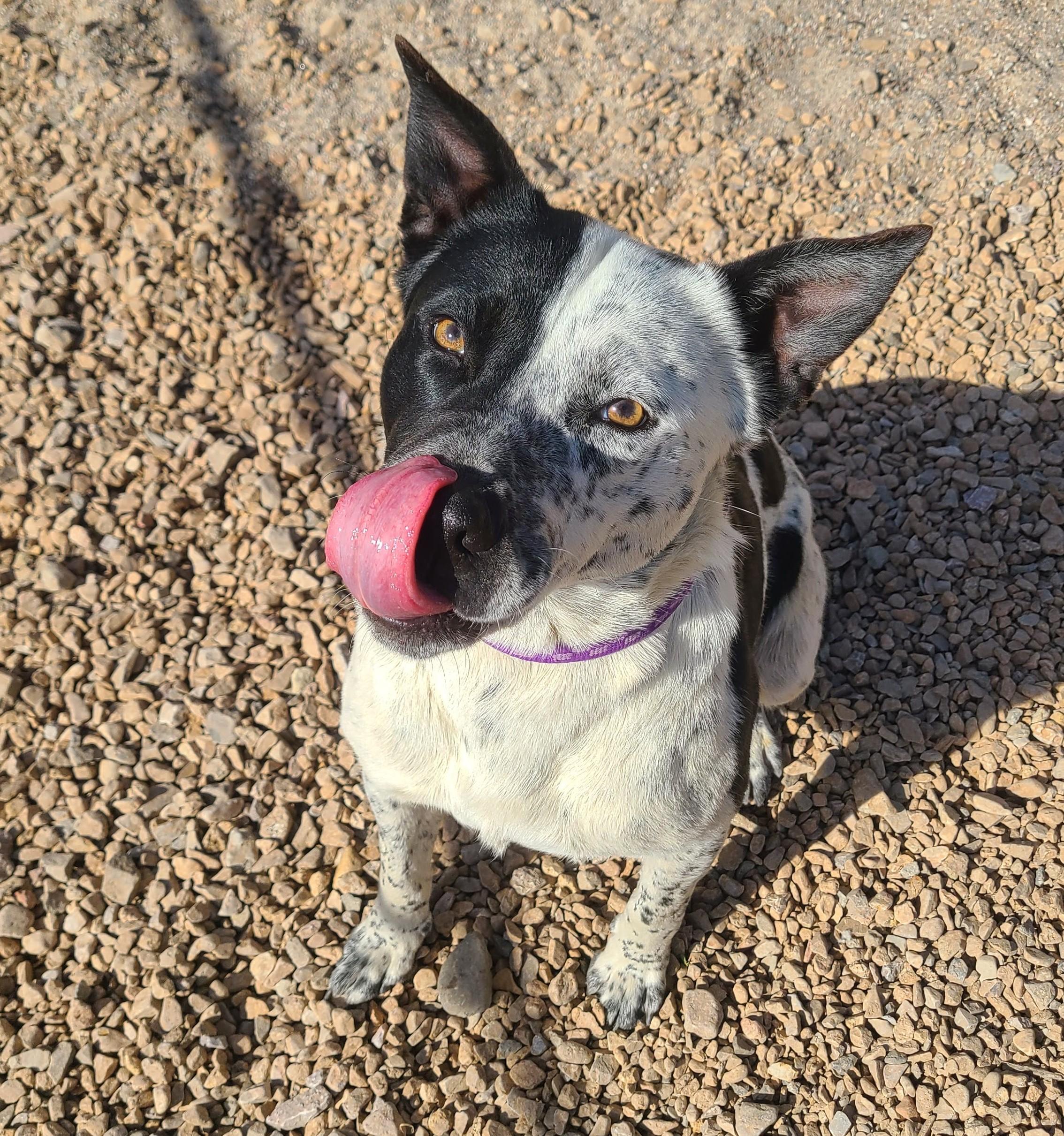Enlarge Tommy, a ADOPTABLE mixed breed in Newcastle, WY image 3/3