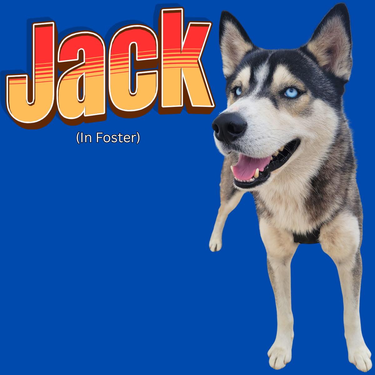 Enlarge Jack, a ADOPTABLE Husky in South Padre Island, TX image 1/1