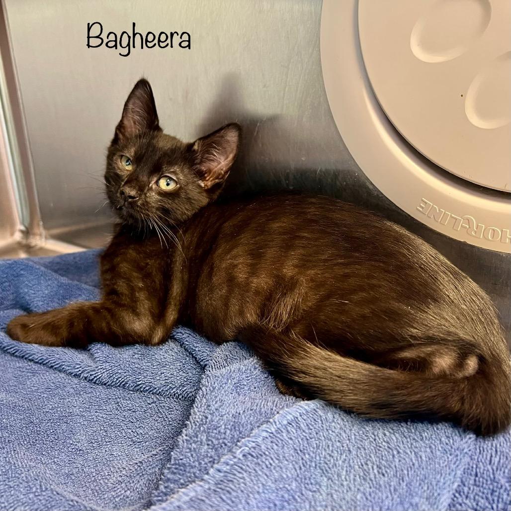 Bagheera, a Adoptable mixed breed in Madisonville, TN image 1/4