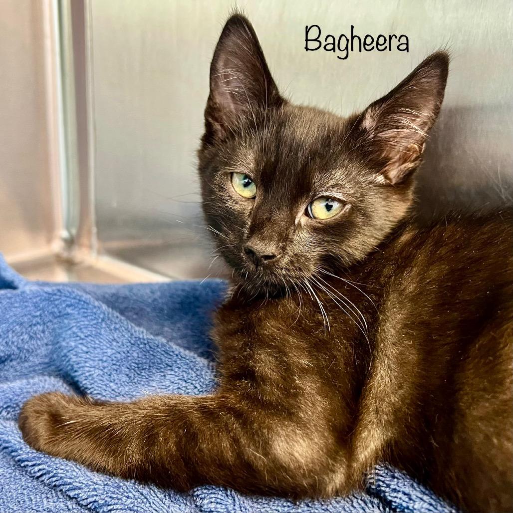 Bagheera, a Adoptable mixed breed in Madisonville, TN image 2/4