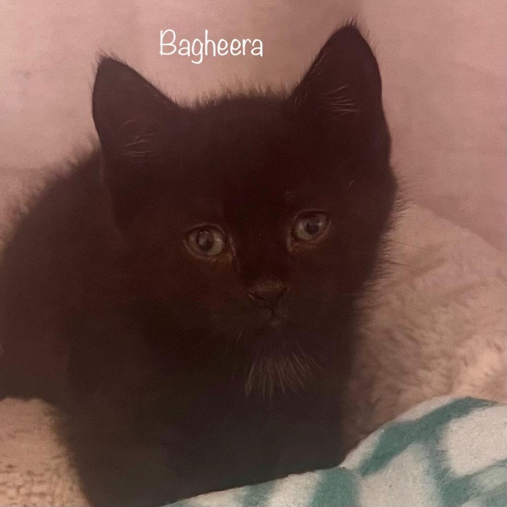 Bagheera, a Adoptable mixed breed in Madisonville, TN image 4/4