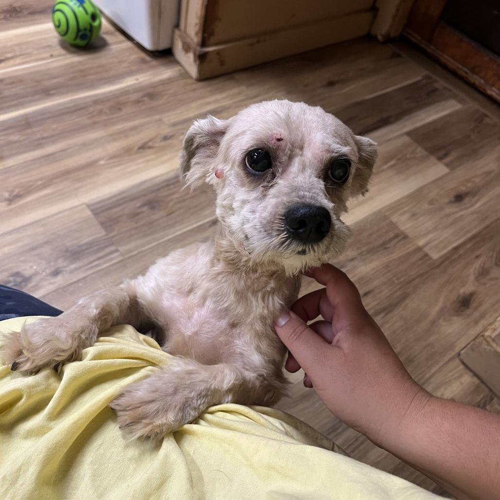 Polaris, Adoptable, Senior Male Shih Tzu.