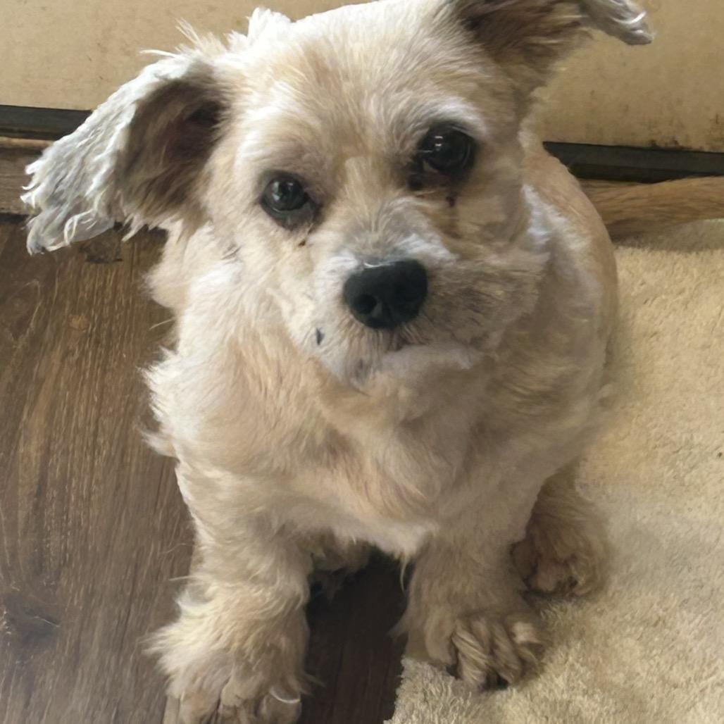 Polaris, a Adoptable Shih Tzu in Rockville, MD image 2/5
