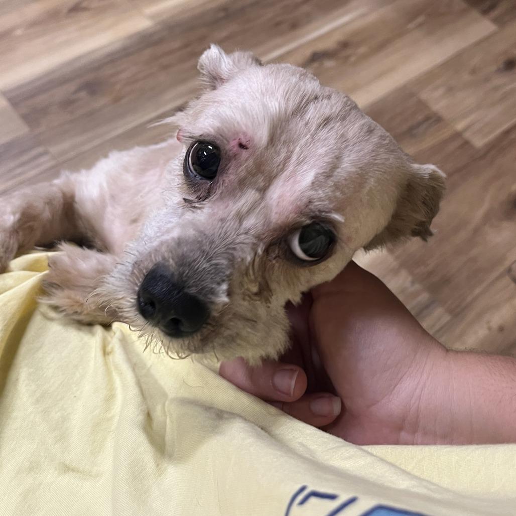 Polaris, a Adoptable Shih Tzu in Rockville, MD image 3/5