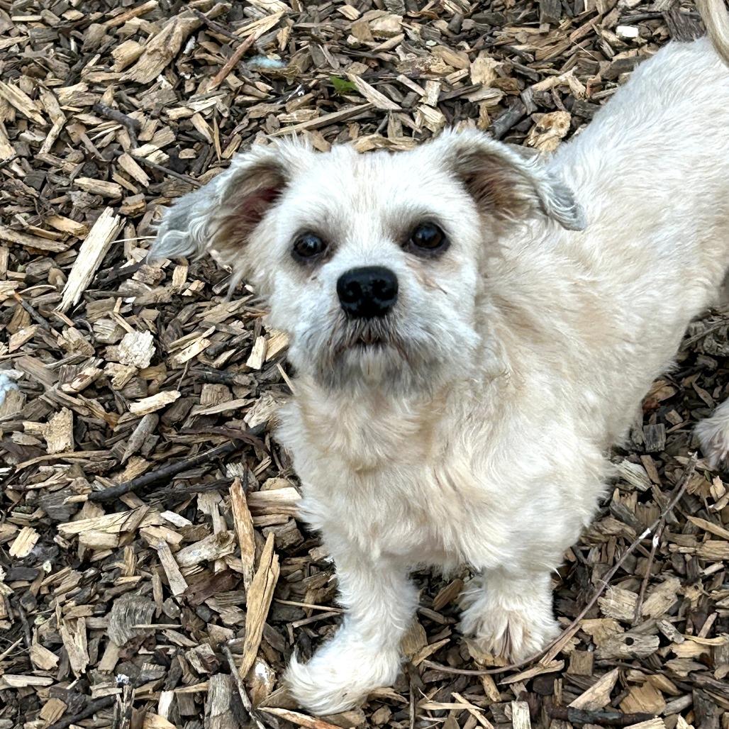 Polaris, a Adoptable Shih Tzu in Rockville, MD image 4/5