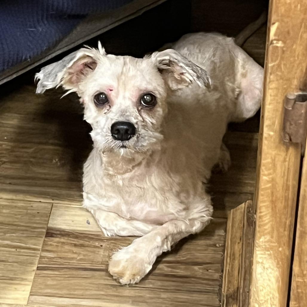 Polaris, a Adoptable Shih Tzu in Rockville, MD image 5/5