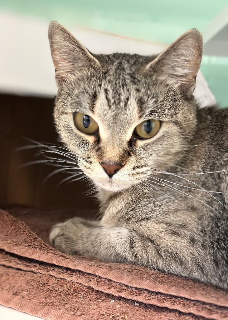 Luv, Adoptable, Adult Female Domestic Short Hair.