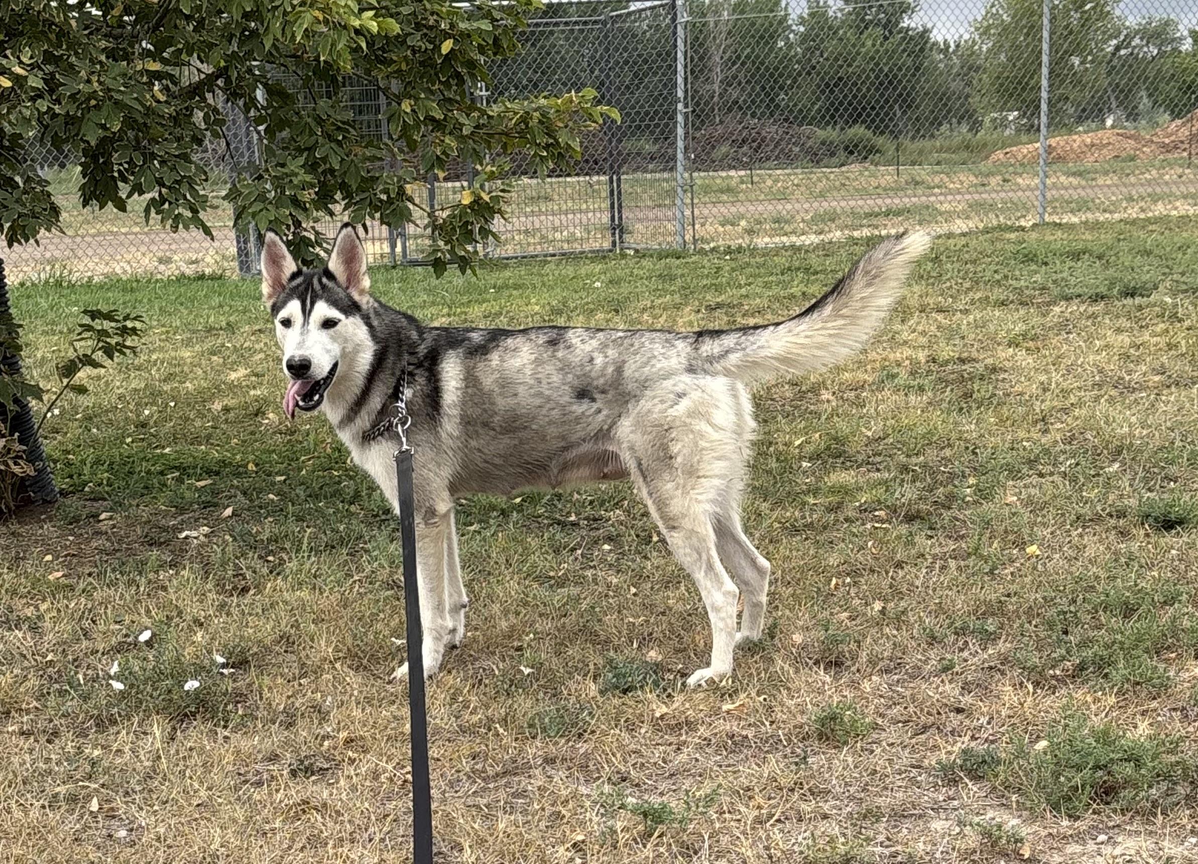 Freya, a Adoptable Siberian Husky in Torrington, WY image 4/4