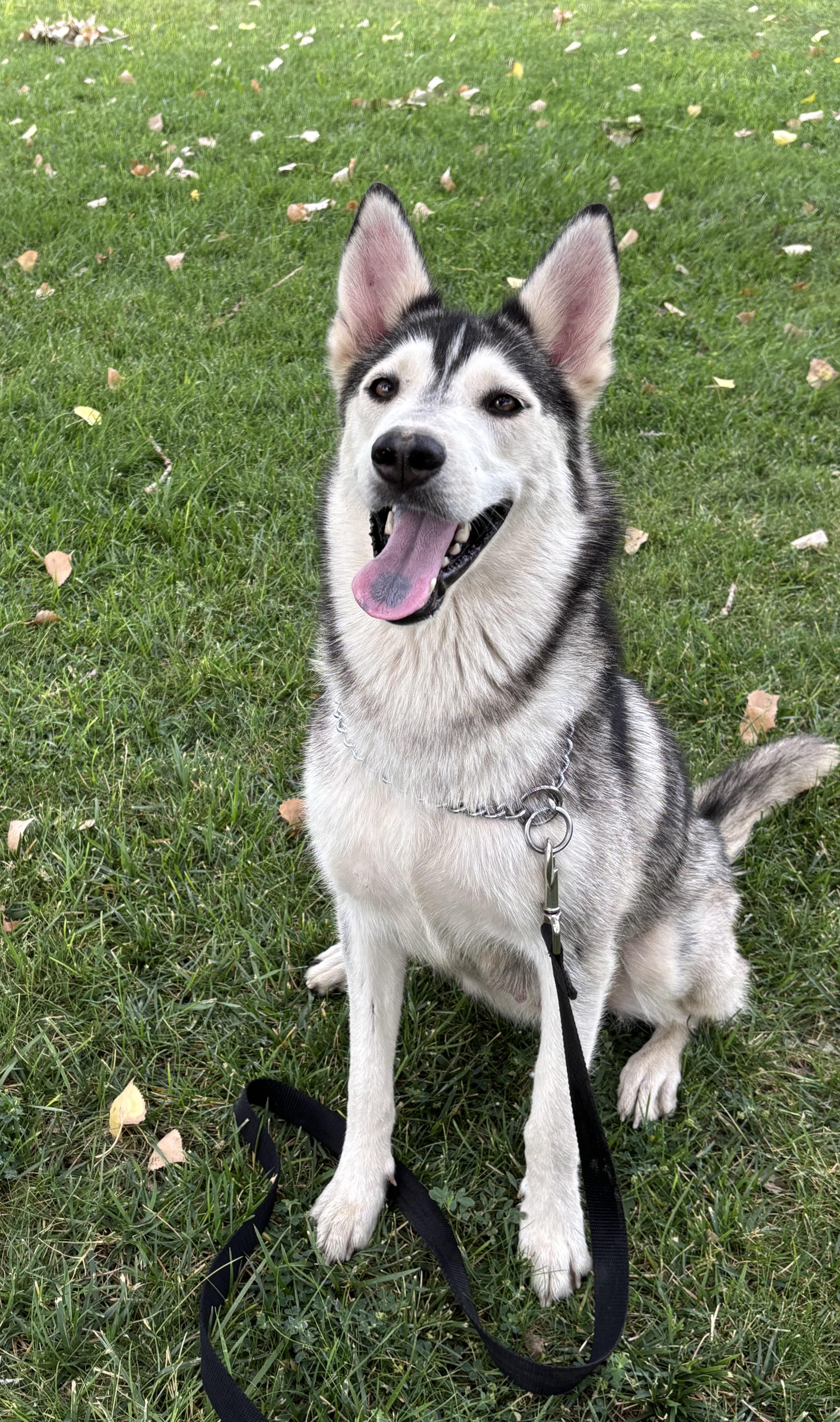 Freya, a Adoptable Siberian Husky in Torrington, WY image 1/4