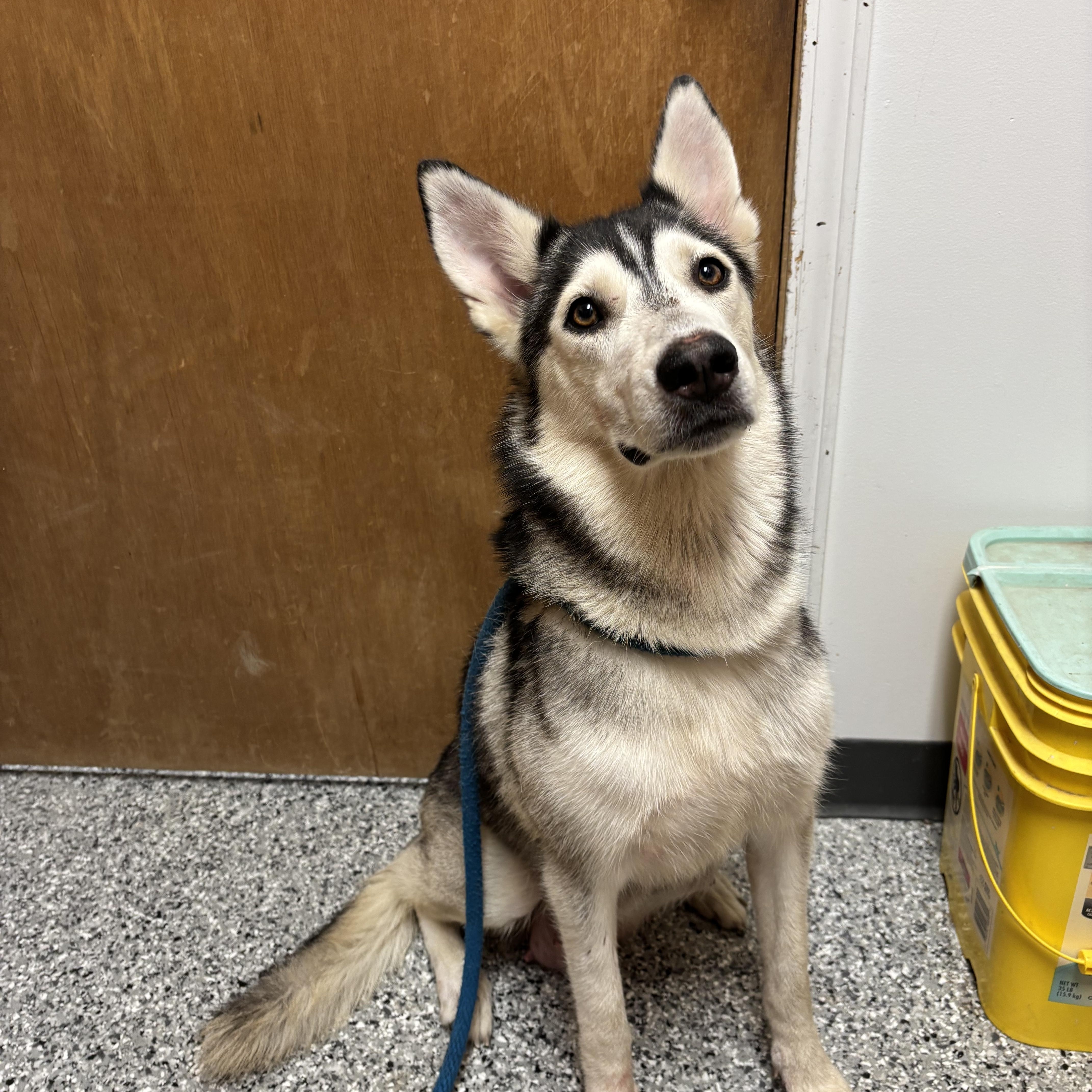 Freya, a Adoptable Siberian Husky in Torrington, WY image 2/4