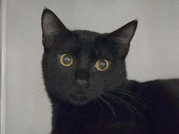 Sampson, Adoptable, Young Male Domestic Short Hair.