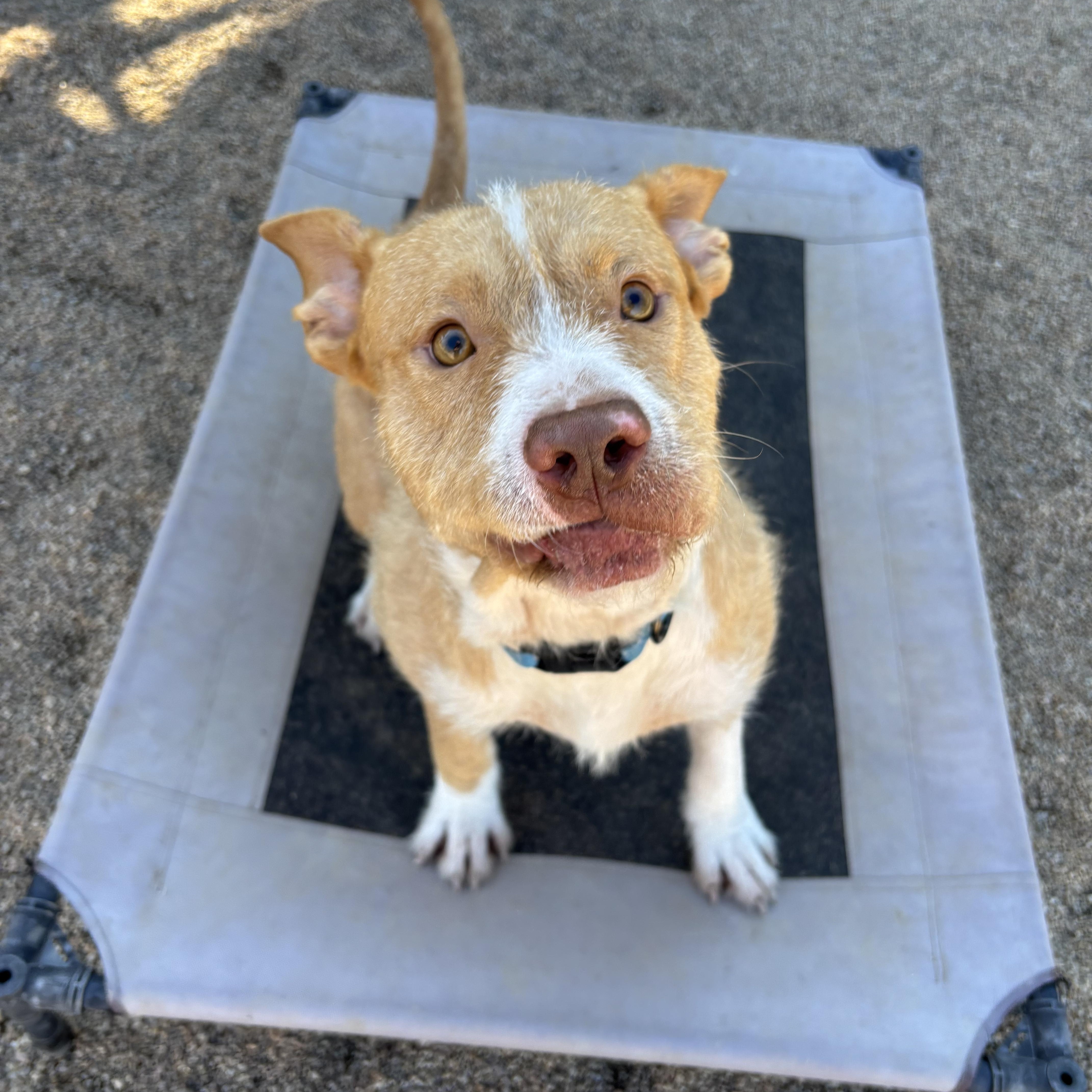 Enlarge Brew, an adoptable mixed breed in Phoenix, AZ image 3/6