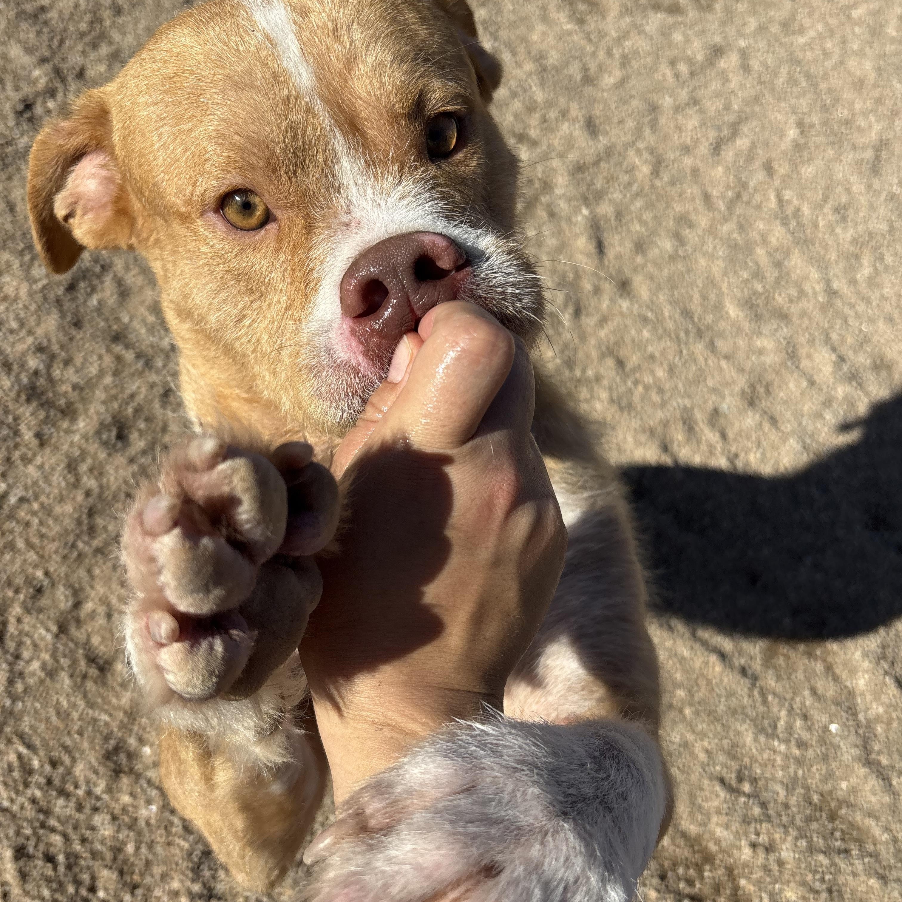 Enlarge Brew, an adoptable mixed breed in Phoenix, AZ image 4/6