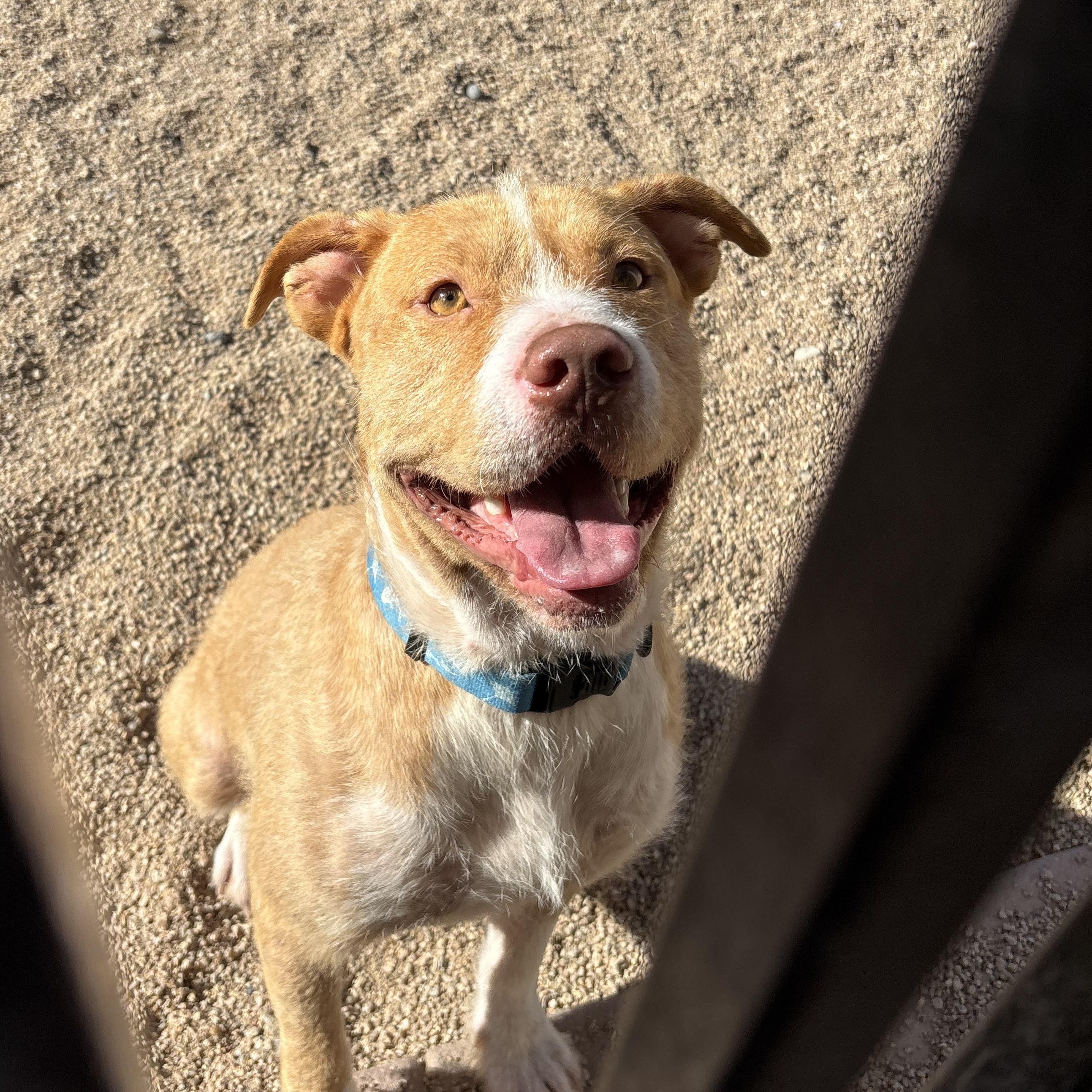 Enlarge Brew, an adoptable mixed breed in Phoenix, AZ image 1/6