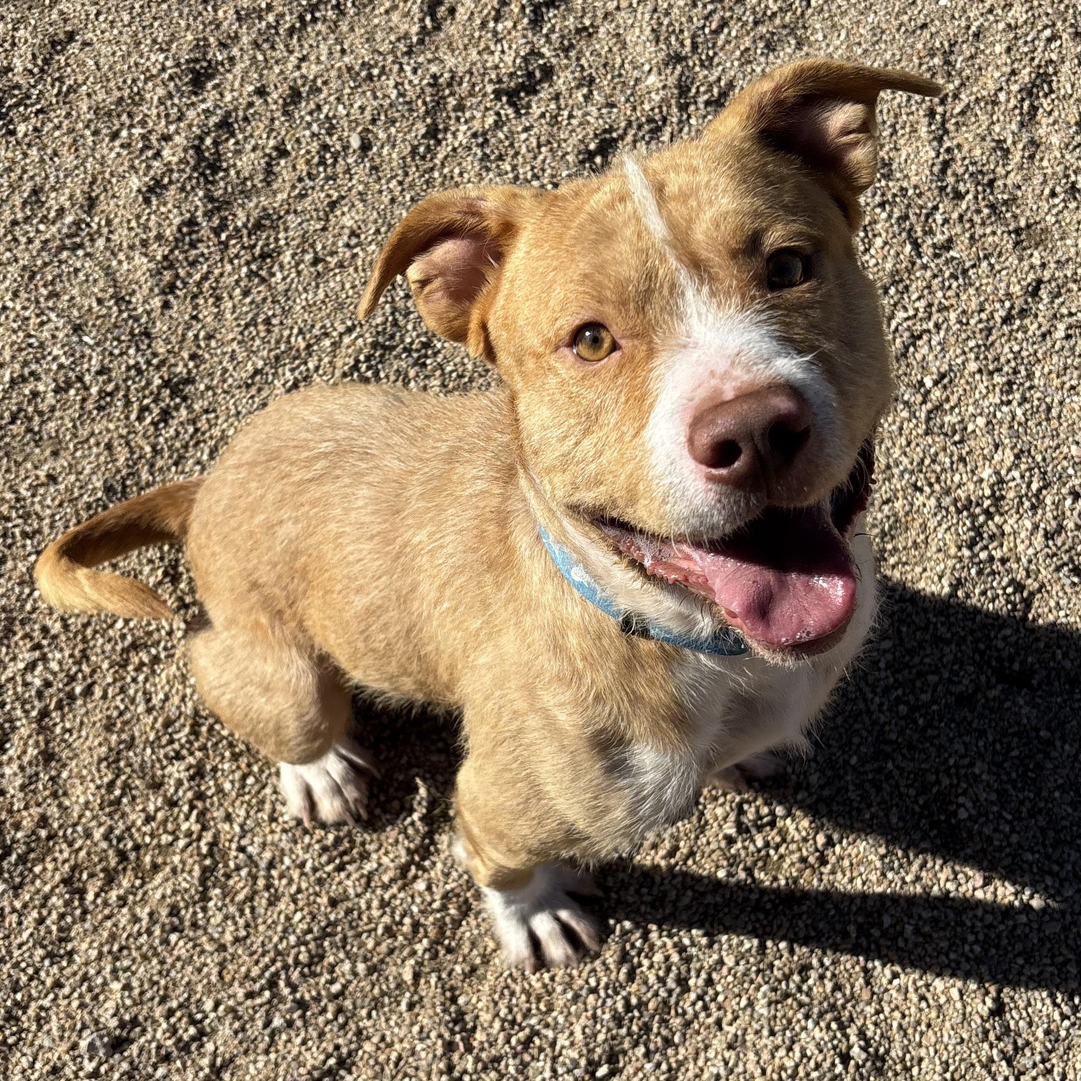 Enlarge Brew, an adoptable mixed breed in Phoenix, AZ image 2/6