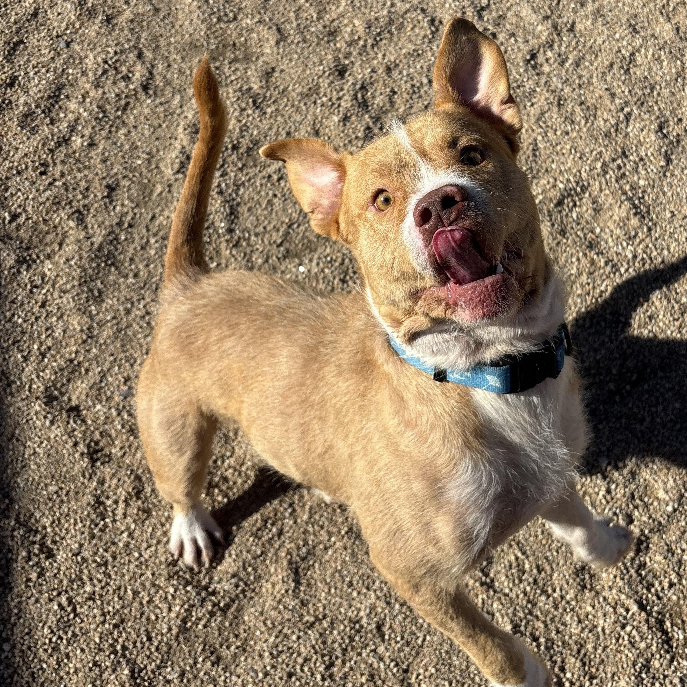 Enlarge Brew, an adoptable mixed breed in Phoenix, AZ image 6/6