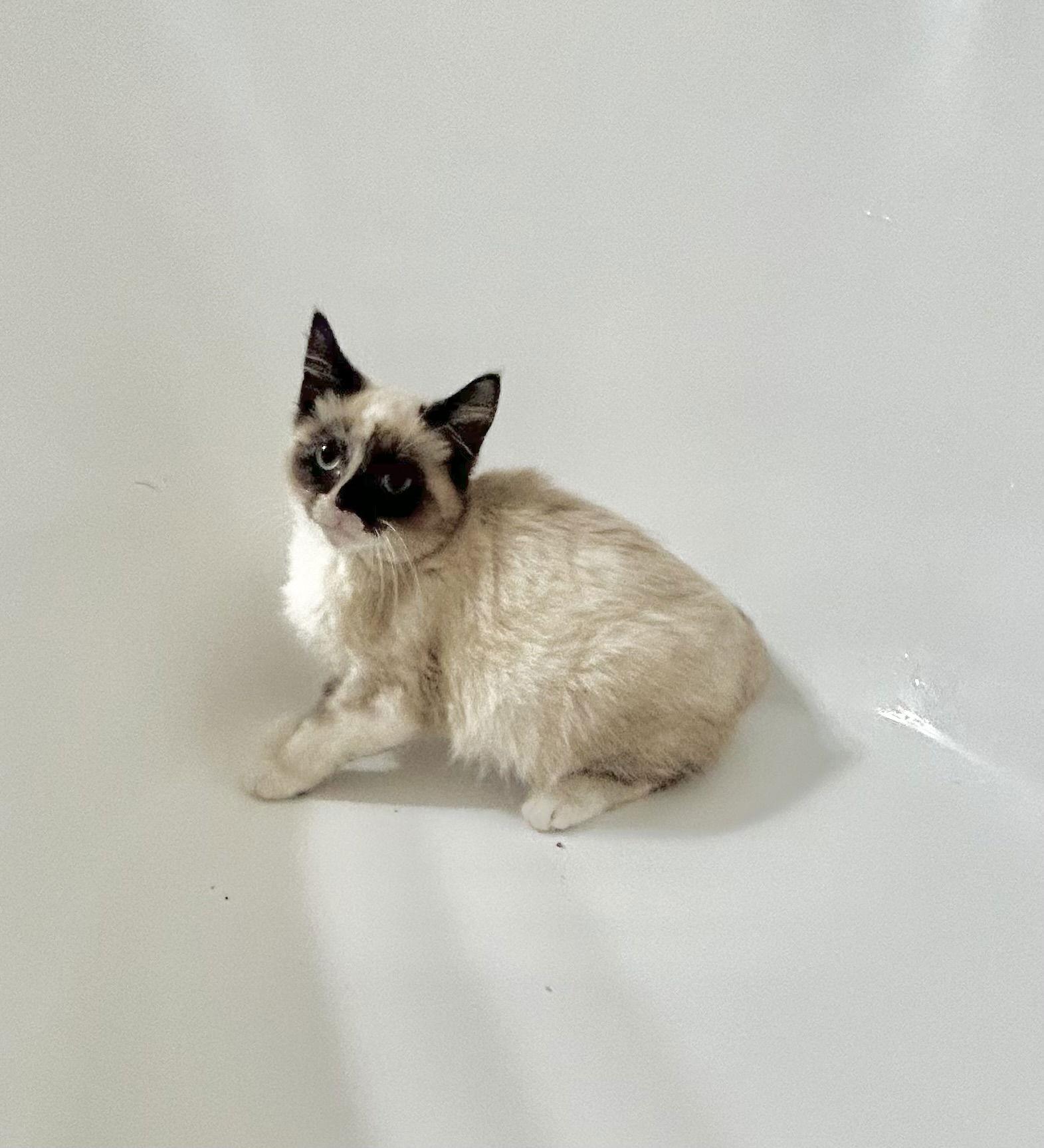 Enlarge Lilac Napa, a Adopted mixed breed in Napa, CA image 2/3